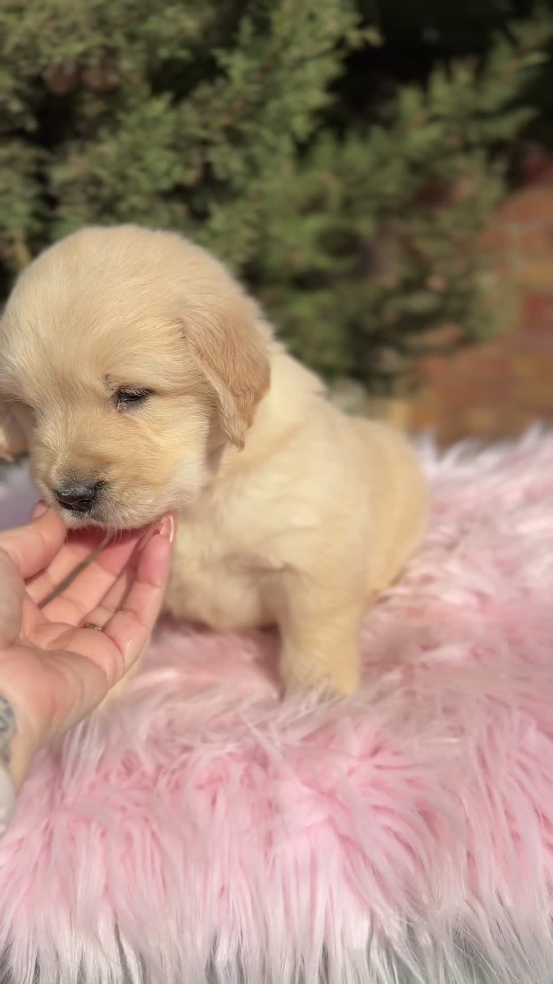 Golden Retriever perros en venta: Golden hembra  - Video 1