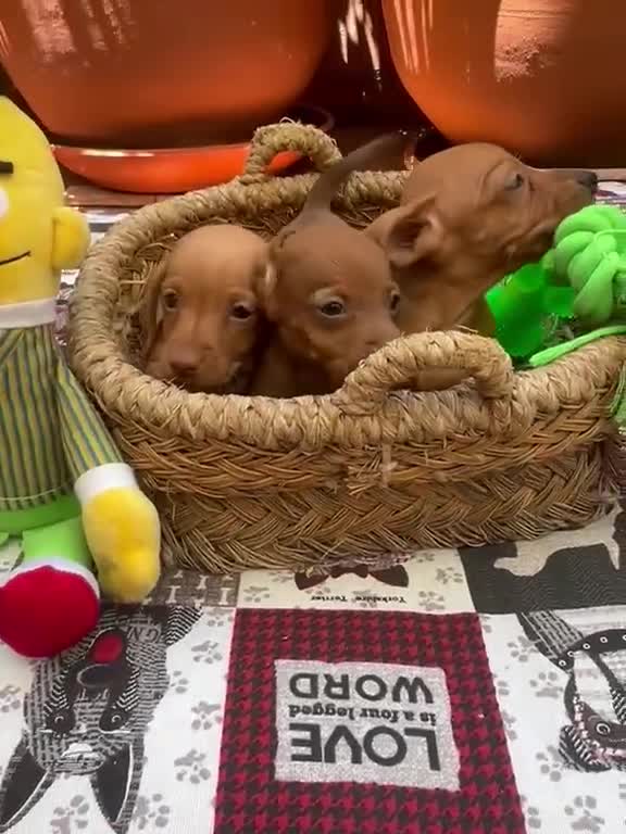 Teckel Miniatura perros en venta: Teckel kaninchen - Video 1