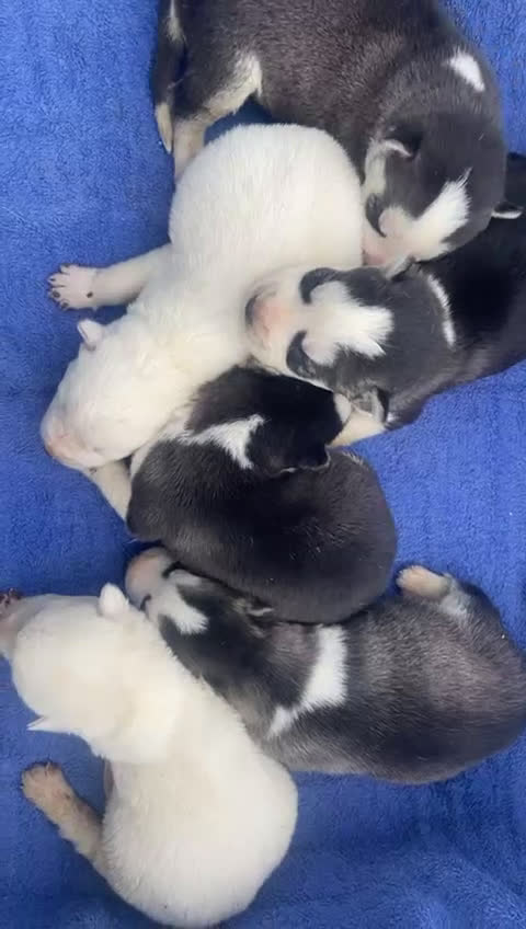 Husky Siberiano perros en venta: cachorros de husky siberiano - Video 1