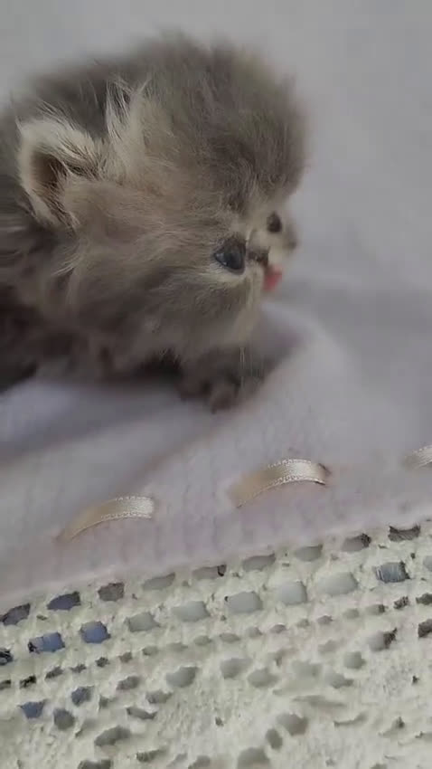 Persa gatos en venta: Persas - Video 2