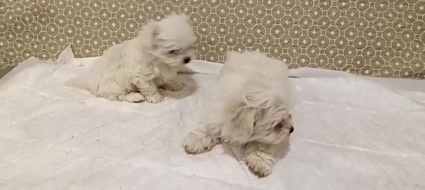 Bichón Maltés perros en venta: Bichon maltés toy  - Video 1
