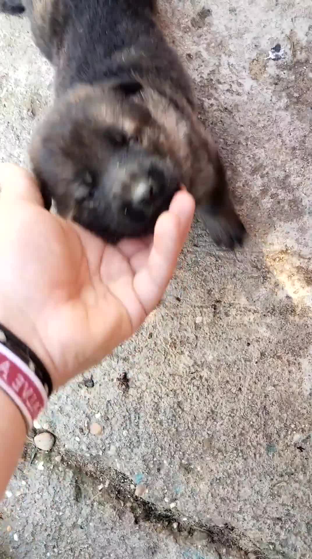 Pastor Alemán perros en venta: Disponible 5 hembras de Pastor alemán  - Video 2