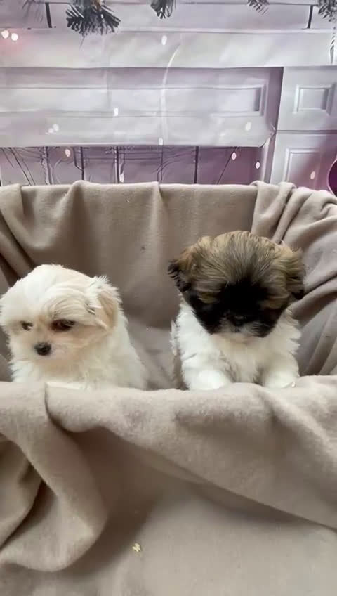Shih Tzu perros en venta: Shih tzu Macho Tricolor para entregar !!! - Video 1