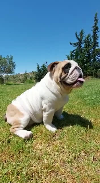 Bulldog Inglés perros en venta: Bulldog ingles macho - Video 1