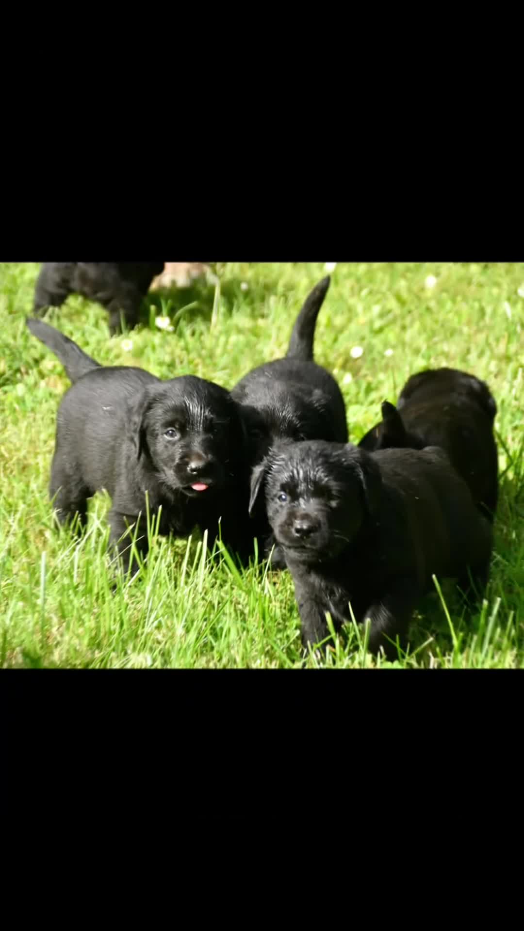 Labrador Retriever perros en venta: Cachorros de Labrador Retriever Negros - Video 1