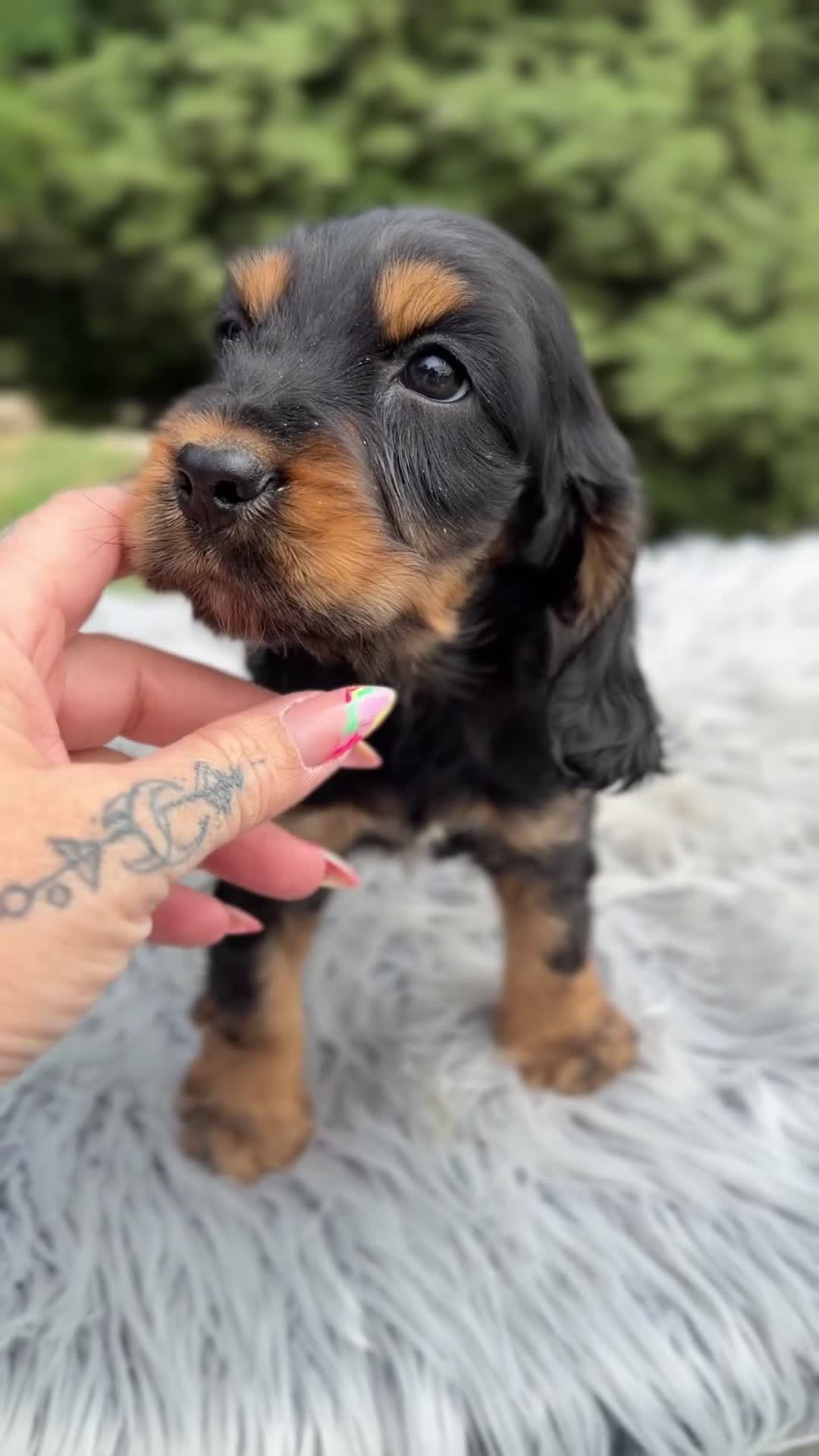 Cocker Spaniel Inglés perros en venta: Cocker inglés de gran calidad  - Video 3