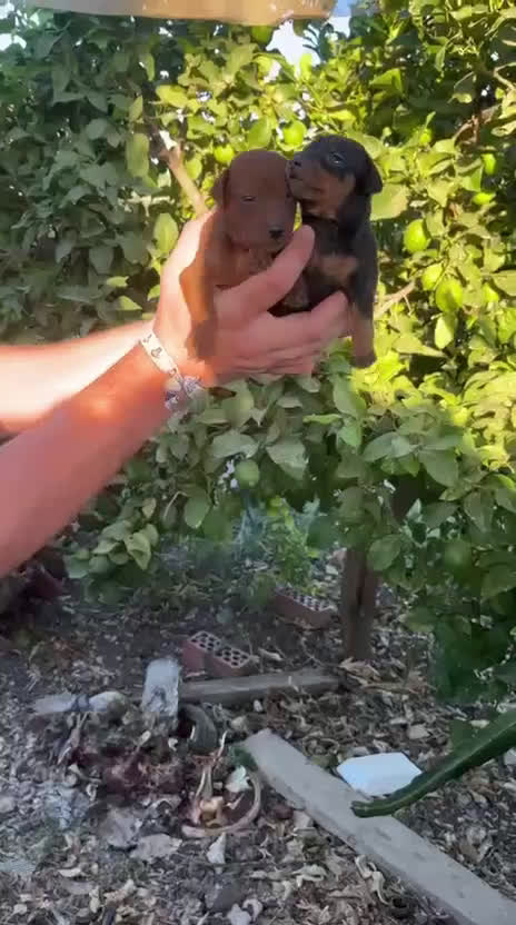 Pinscher Miniatura perros en venta: PINCHER MINIATURA CALIDAD Y SELECCIÓN  - Video 1