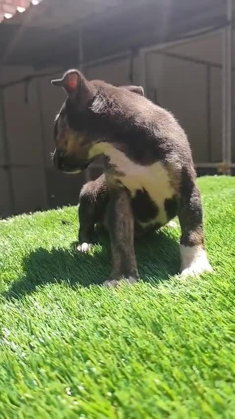 Bull Terrier perros en venta: Bull Terrier negrita  - Video 1