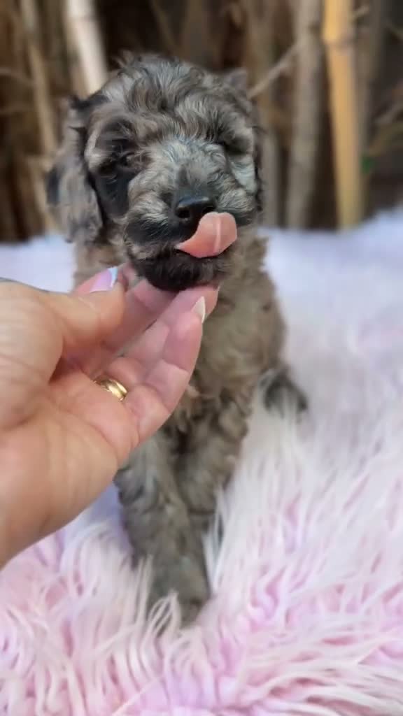Caniche Mediano perros en venta: Hembra caniche mediano merle  - Video 1