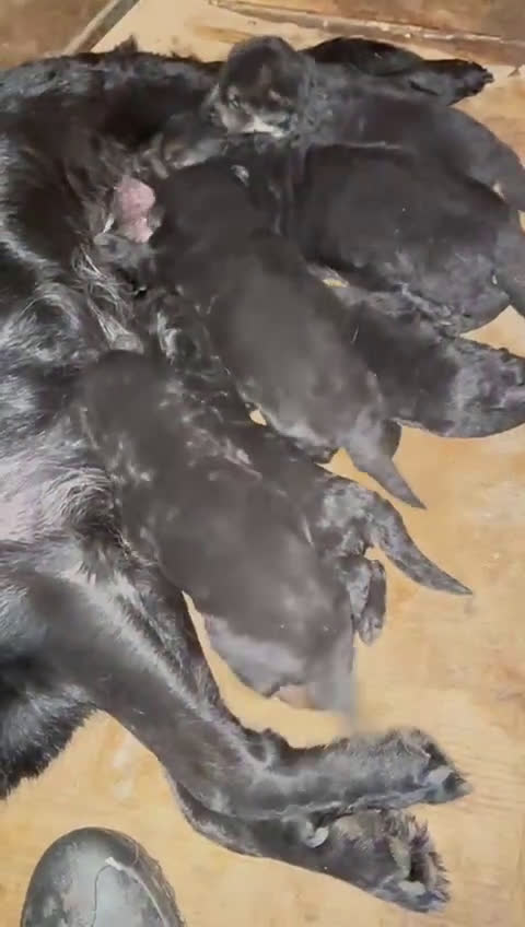 Pastor Alemán perros en venta: Pastor alemán belleza  - Video 2