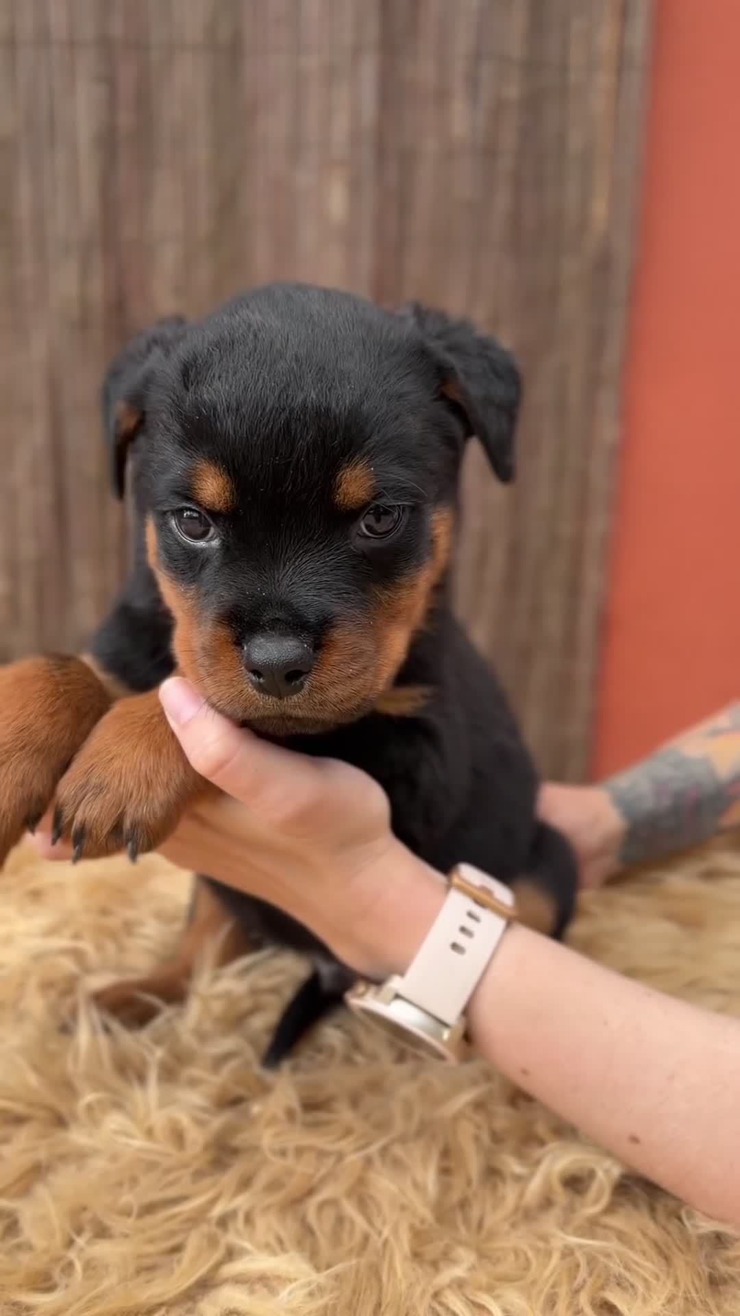 Rottweiler perros en venta: Rottweiler  - Video 1