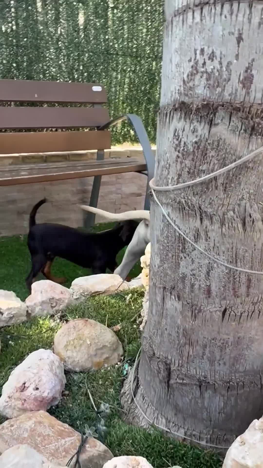 Presa Canario perros en venta: Cachorra presa canario  - Video 1