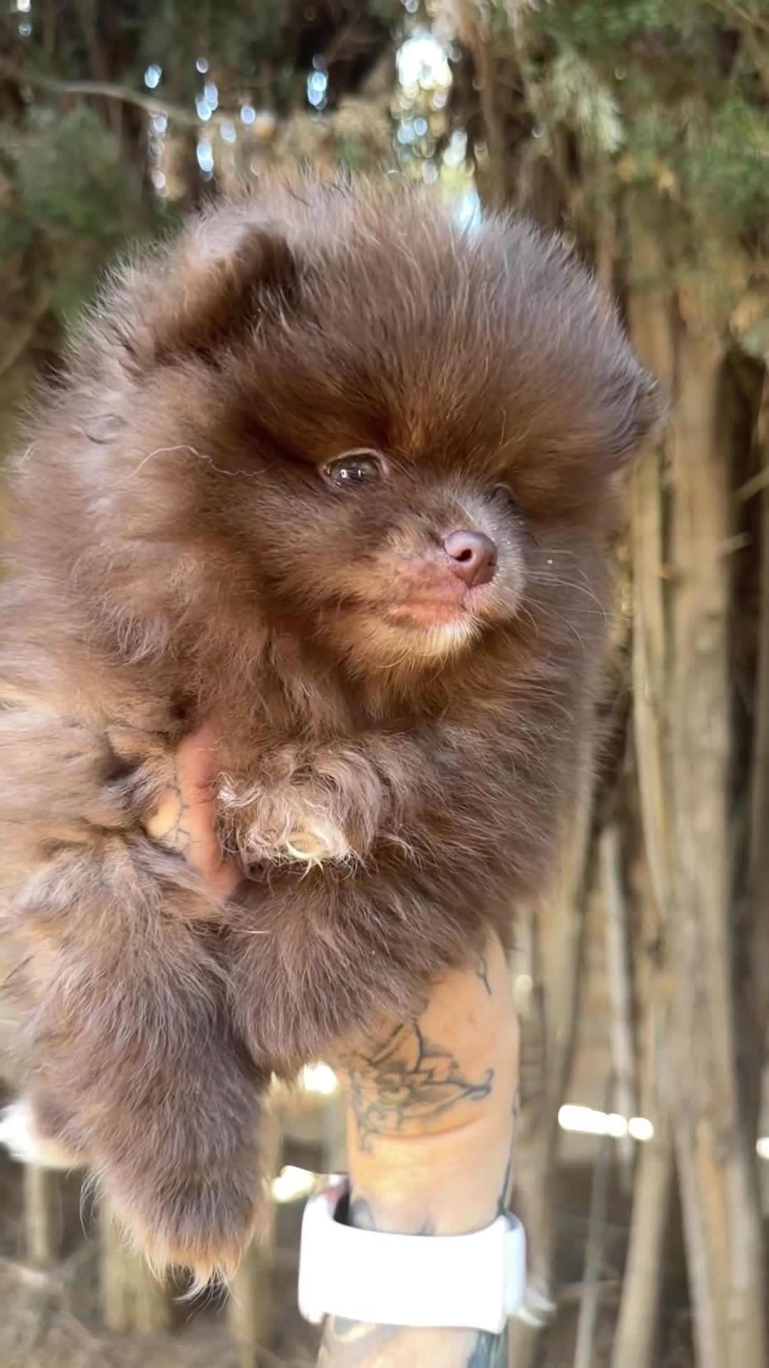 Pomerania perros en venta: Pomerania cara oso chocolate  - Video 2