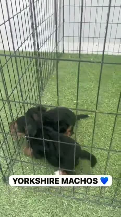 Yorkshire Terrier perros en venta: PEQUEÑINES YORKSHIRE IRRESISTIBLES 🐾 - Video 1