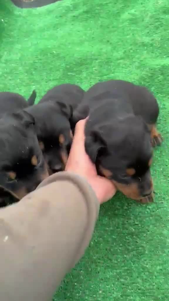 Rottweiler perros en venta: Rottweiller - Video 1