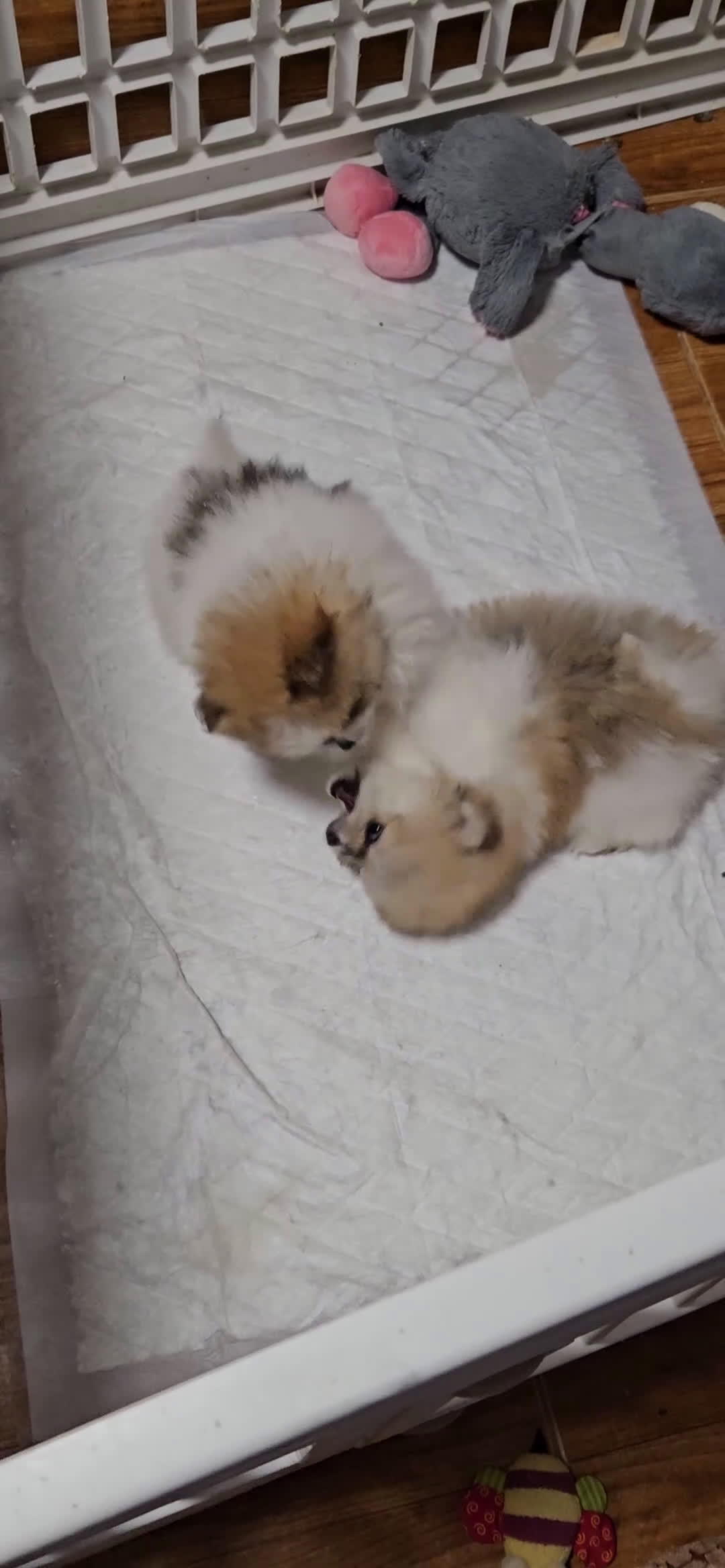 Pomerania perros en venta: Lulú d pomerania  - Video 1