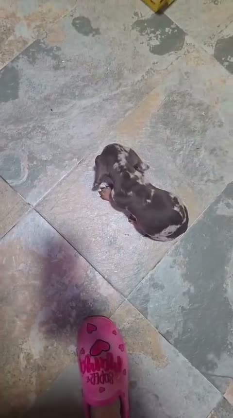 Teckel Miniatura perros en venta: Teckel kanichen miniatura 💎 arlequínes  - Video 1