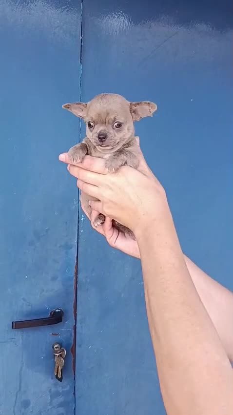 Chihuahua perros en venta: Chihuahuas Isabela ojos azules - Video 1