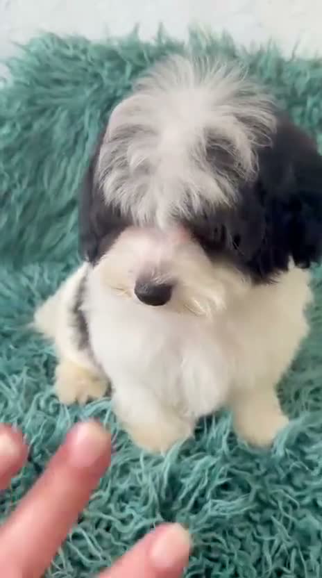 Maltipoo perros en venta: Maltipoo bicolor  - Video 1