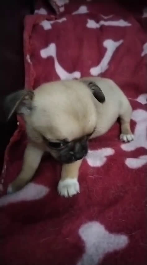 Chihuahua perros en venta: Machos de chihuahua cabeza manzana  - Video 3