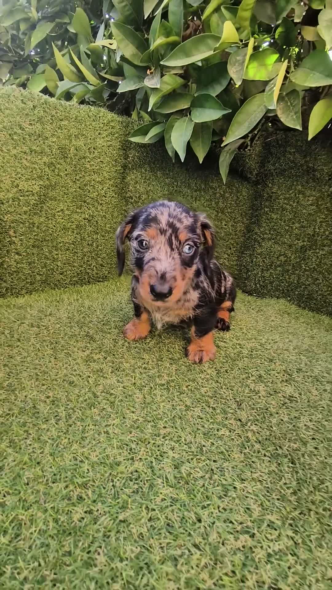 Teckel Miniatura perros en venta: camada teckel miniatura  pelo basto corto    - Video 3