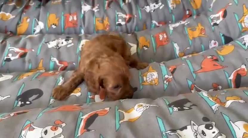 Cavapoo perros en venta: Cavapoo machito - Video 1