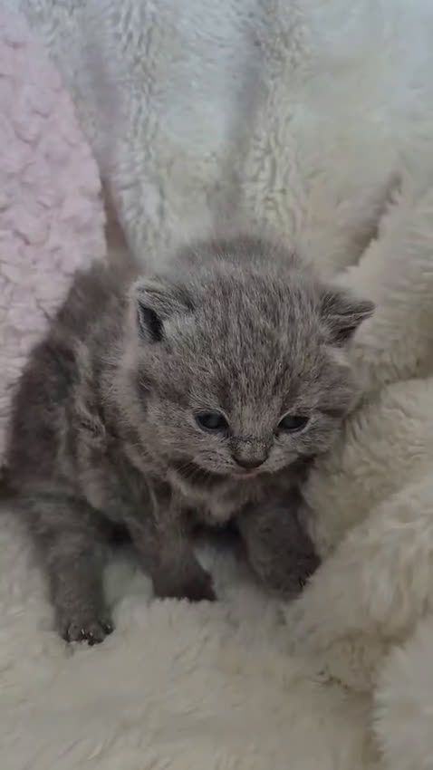 Británico de Pelo Corto Azul gatos en venta: Brithis blue espectaculares bebes  - Video 1