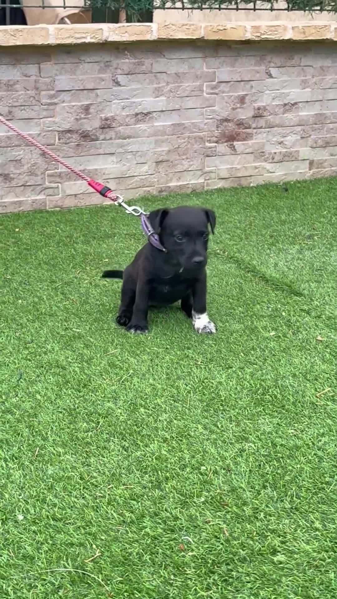 Jack Russell Terrier perros en venta: Cachorros Patterdale terrier  - Video 1
