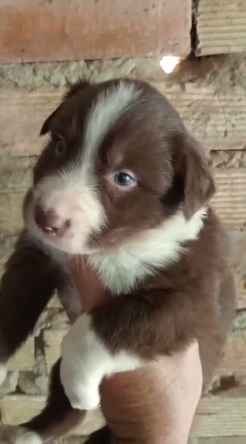 Border Collie perros en venta: Bordes collie  - Video 2
