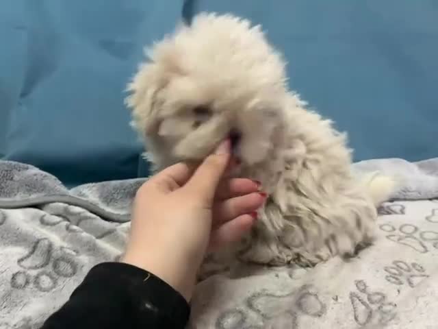 Shih Tzu perros en venta: Machito de shihtzu  - Video 1