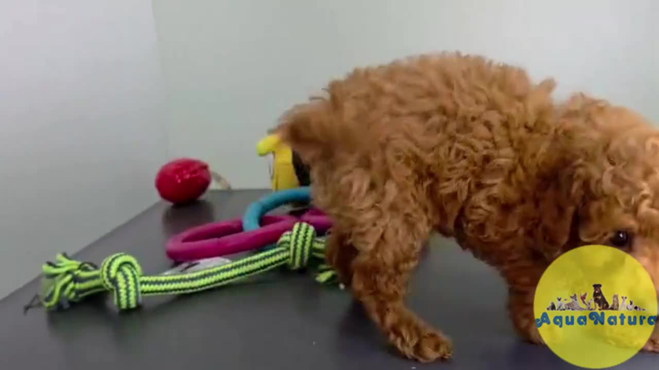Caniche Toy perros en venta: Caniche Macho 1916 AQUANATURA - Video 1