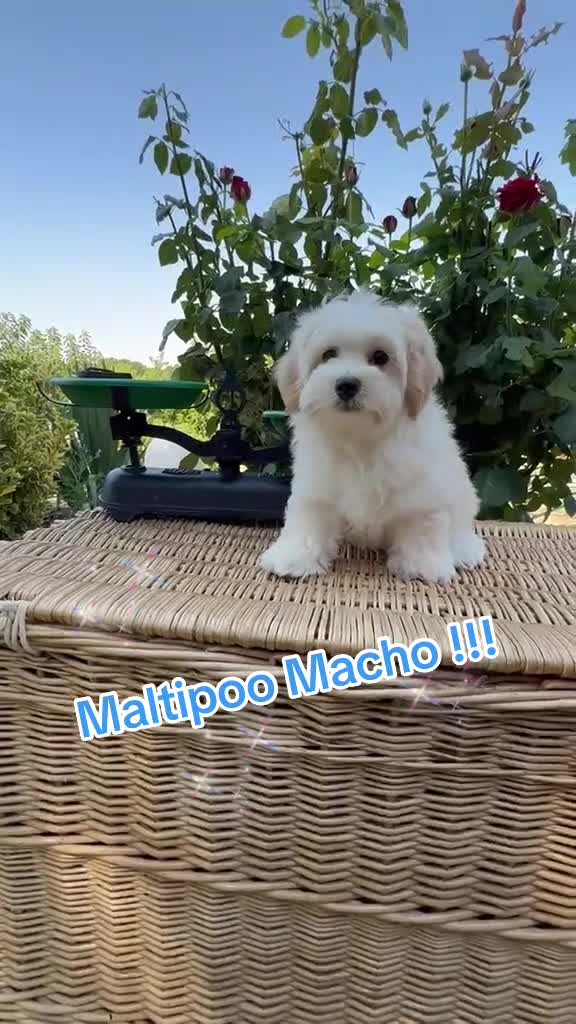 Maltipoo perros en venta: Maltipoo listo para conocer a su nueva familia!! - Video 1