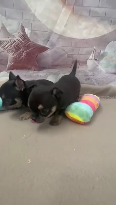 Chihuahua perros en venta: Chihuahuas toy hembras  - Video 1