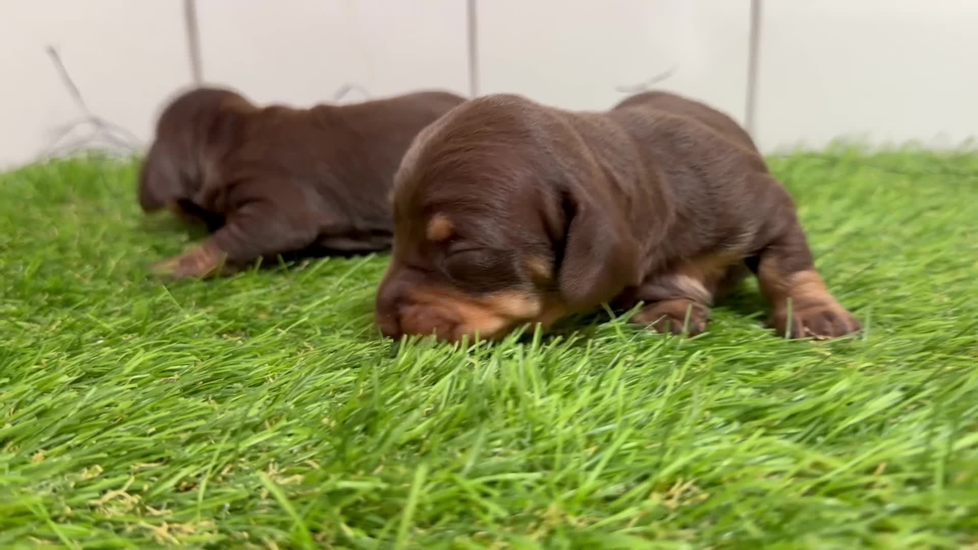 Teckel Miniatura perros en venta: Cachorros Teckel Miniatura Chocolate  - Video 2