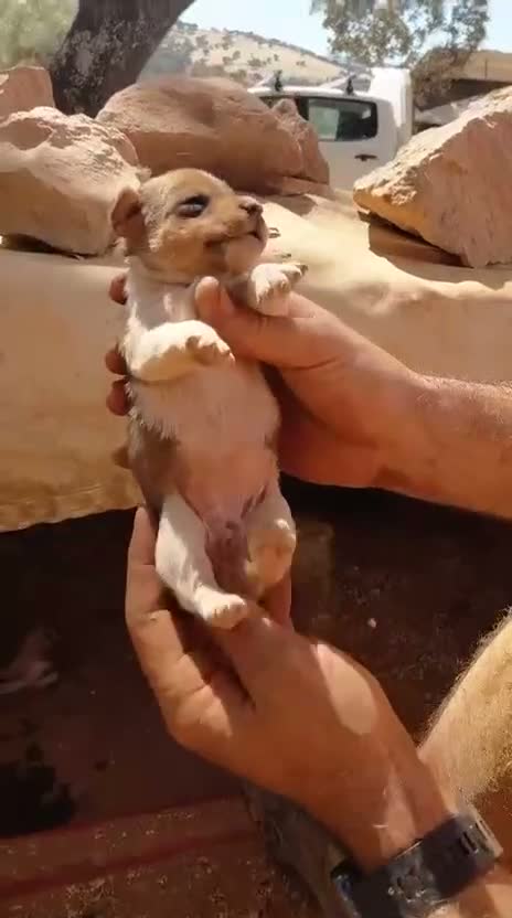 Jack Russell Terrier perros en venta: Jack Russell Terrier - Video 3