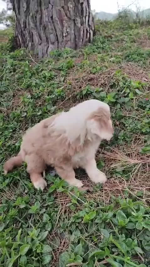 Pastor Miniatura Americano perros en venta: CACHORRO PASTOR AMERICANO MINIATURA  - Video 1