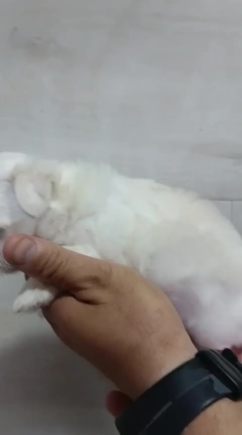 Bichón Maltés perros en venta: Hembras bichon maltés toys - Video 1