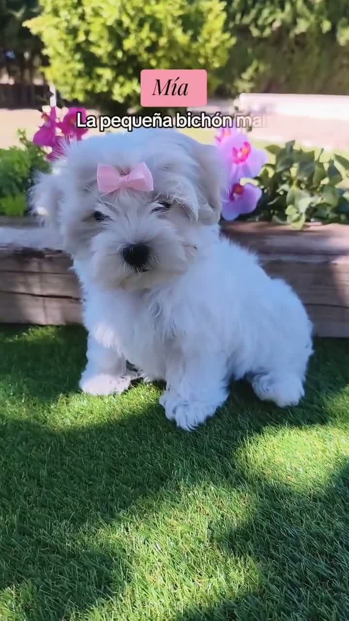 Bichón Maltés perros en venta: Preciosos cachorros de bichón maltés ❤️ - Video 1