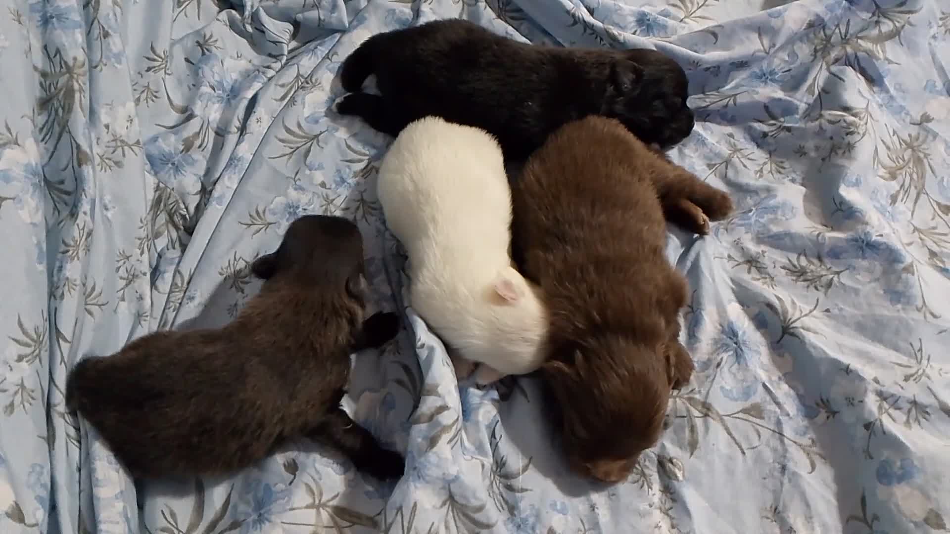Pomchi perros en venta: Camada de pomchi  - Video 1