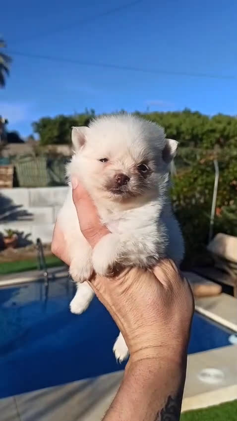 Pomerania perros en venta: Pomerania lulu Toy hembra blanca  - Video 1