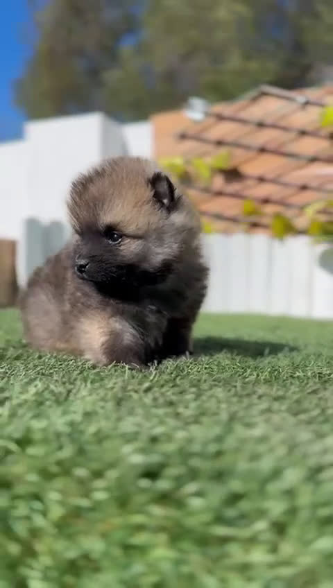 Pomerania perros en venta: POMERANIA MACHO - Video 1