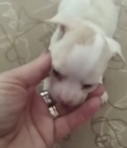 Chihuahua perros en venta: Chihuhua blanco - Video 1