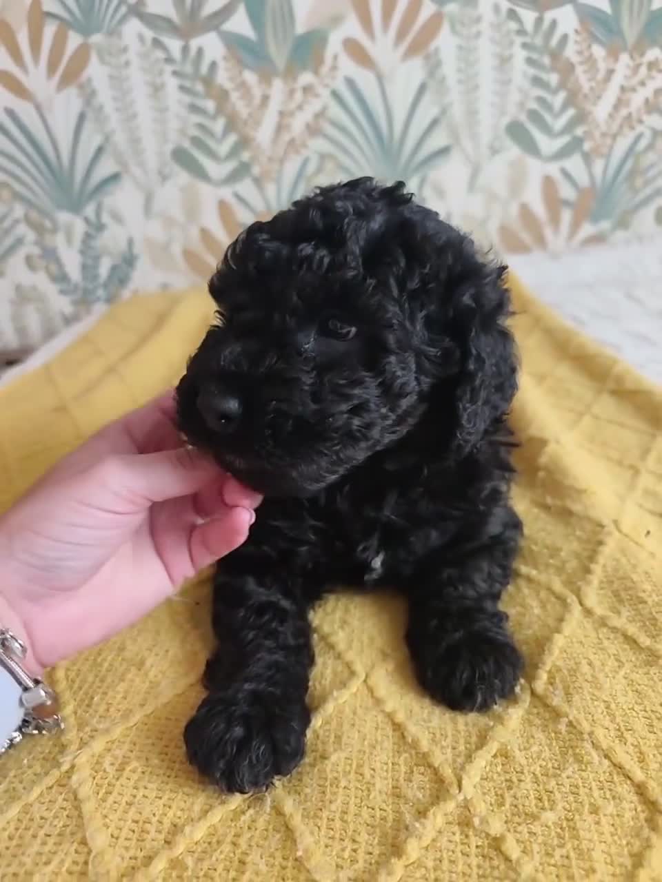 Perro de Agua Español perros en venta: PDA SEGOVIA en Cantabria - Video 1