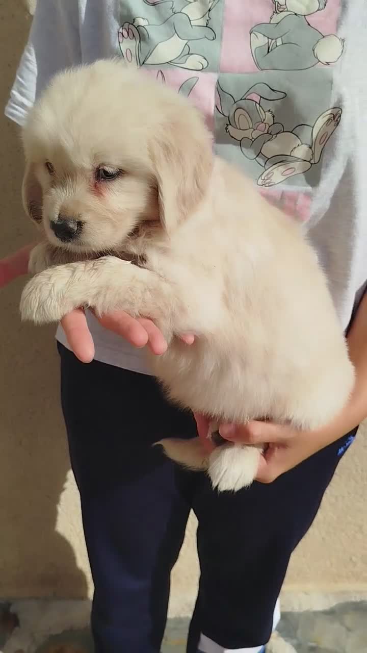 Golden Retriever perros en venta: CACHORRO GOLDEN - Video 1