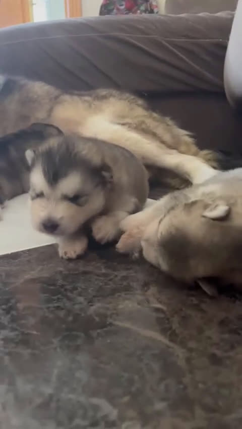 Alaskan Malamute perros en venta: CAMADA DE ALASKAN MALAMUTE - Video 1