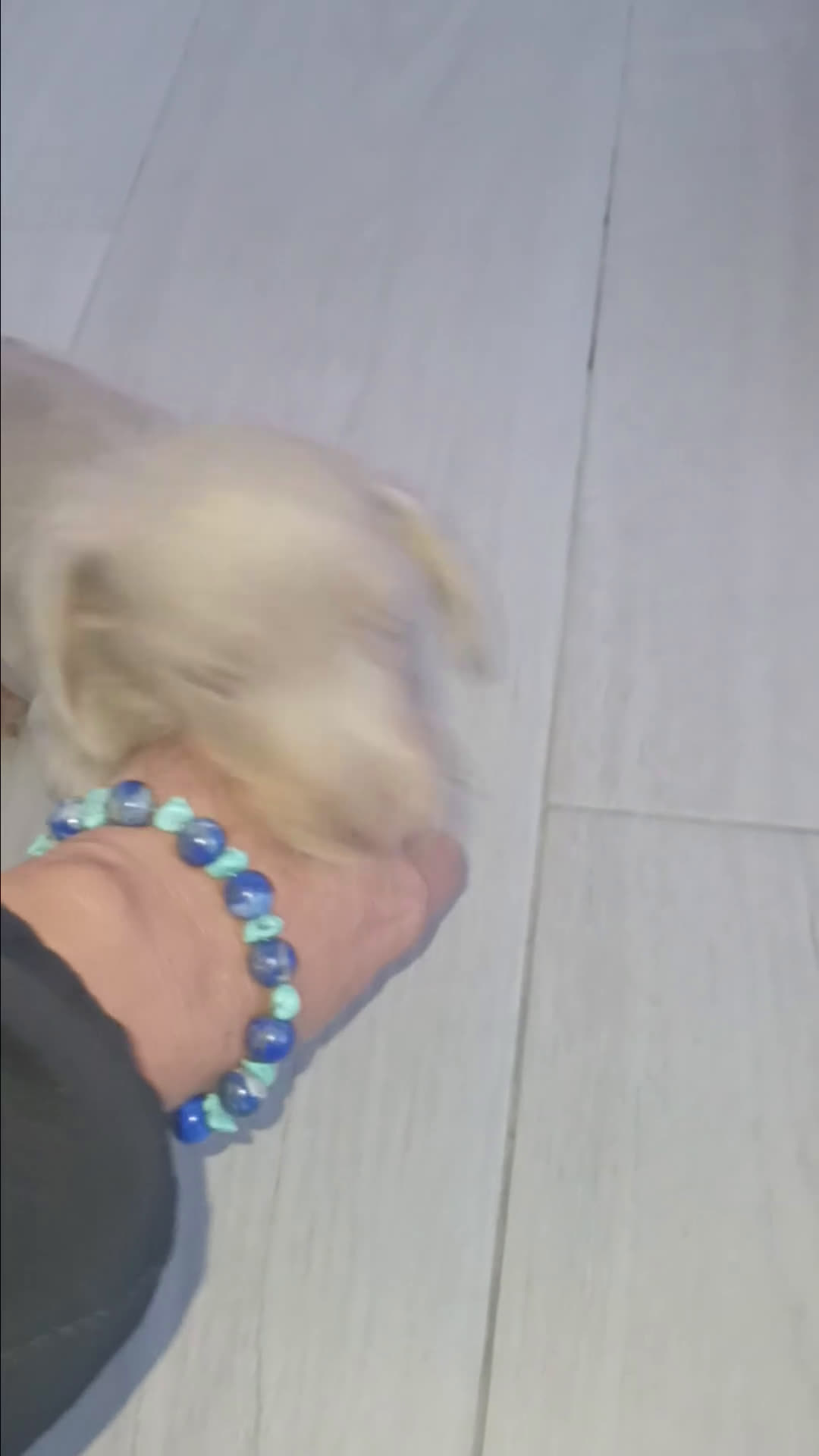 Teckel perros en venta: Teckel Mini Macho Isabello - Video 1