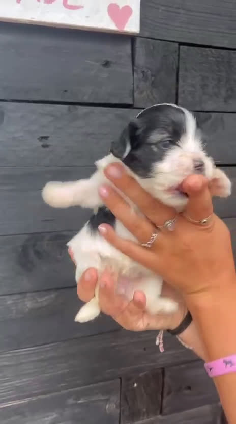 Bichón Habanero perros en venta: Bichon Habanero Macho - Video 3
