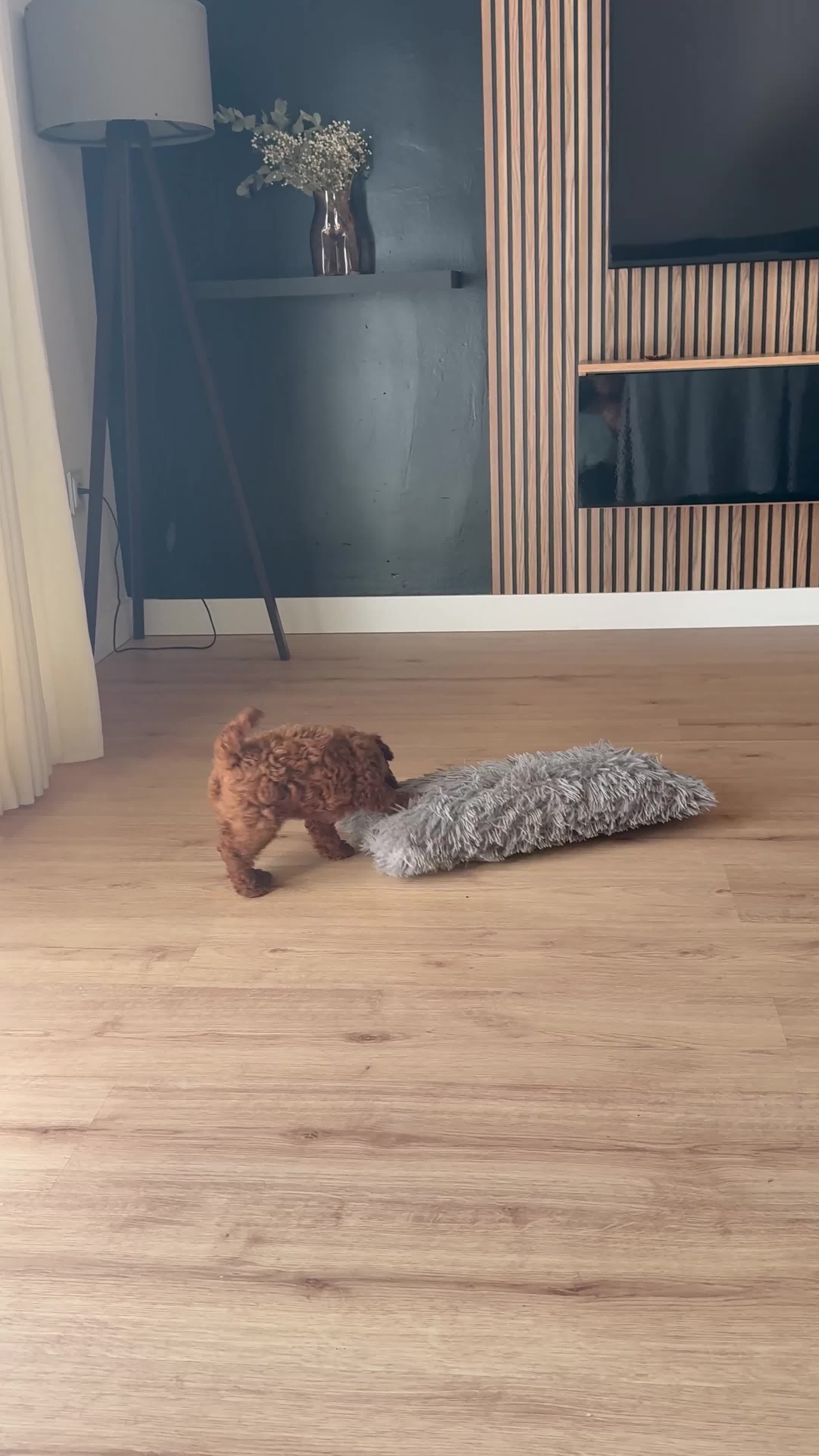 Caniche Toy perros en venta: caniche toy rojo  - Video 1