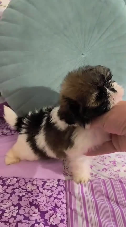 Shih Tzu perros en venta: Shihtzu - Video 1