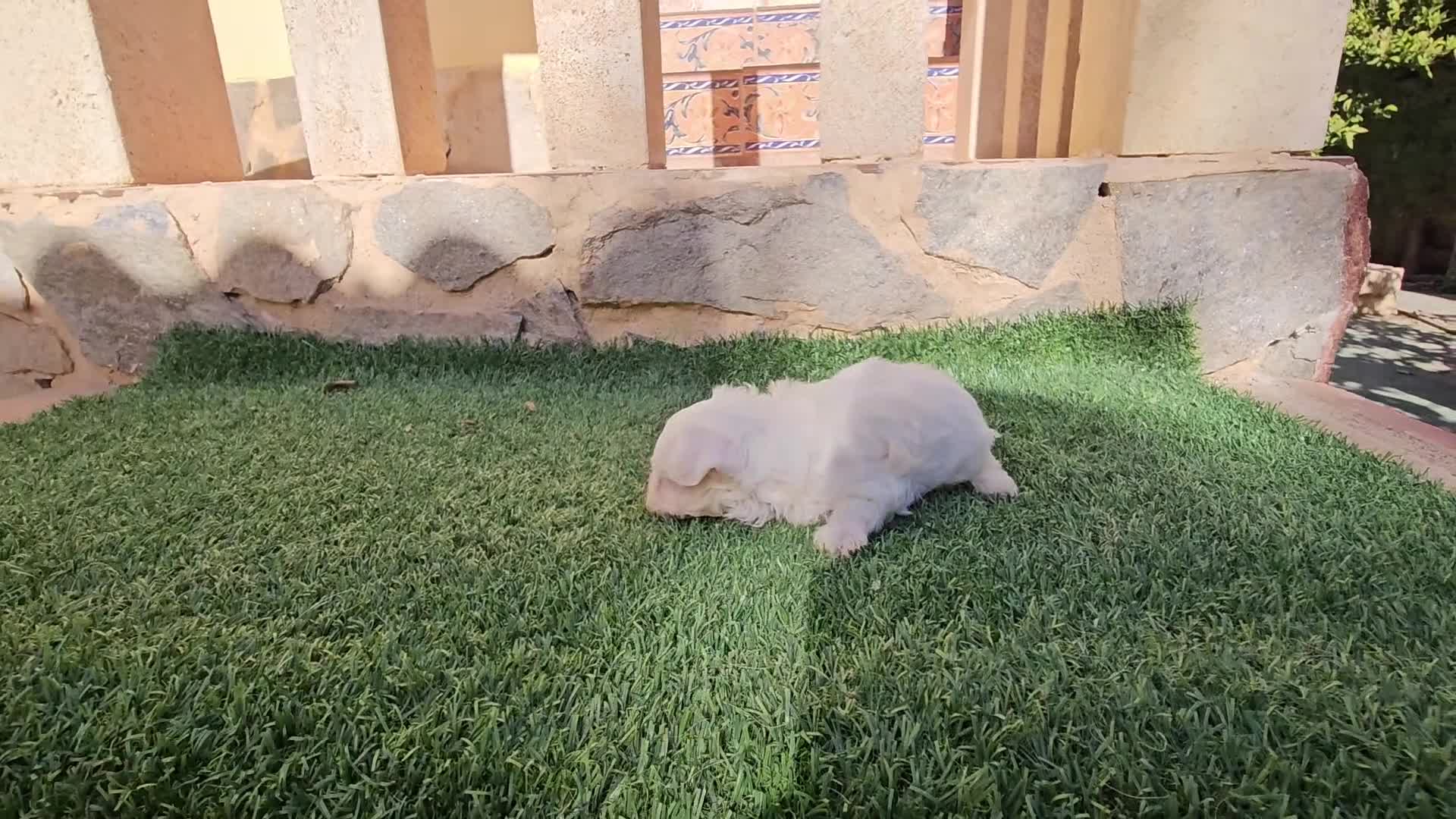 Bichón Maltés perros en venta: Bichón linea coreana  - Video 1